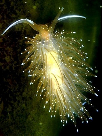 Photo:  Flabellina nudibranch